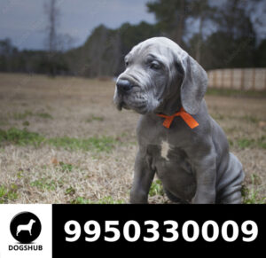 Great Dane Show Quality Puppy Sale in india