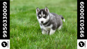 Siberian Husky Puppies for sale in India