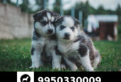 Siberian Husky Cute Puppies Sale Dogshub Jaipur Rajasthan