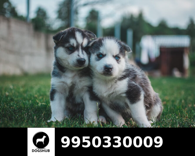 Blue Eyes Siberian Husky Puppies For Sale | Jaipur Rajasthan India