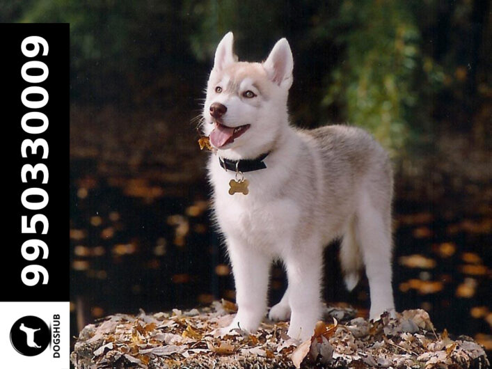 Gray and white Siberian Husky Puppy Sale Jaipur Rajasthan India