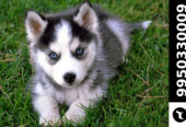 Siberian Husky Black and white color Puppies Sale Jaipur Rajasthan India