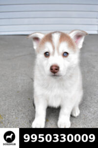 Siberian Husky Puppies for sale in India