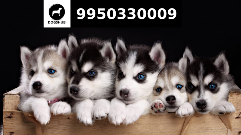 Blue Eyes Siberian Husky Male And Female Puppy Sale Jaipur Rajasthan India