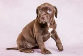 AMERICAN BULLY SUPER QUALITY MALE & FEMALE DOG SALE DOGSHUB JAIPUR