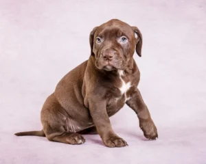 AMERICAN BULLY SALE PUPPIES