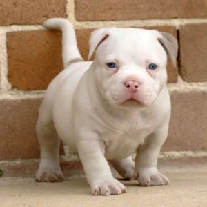 american bully sale india