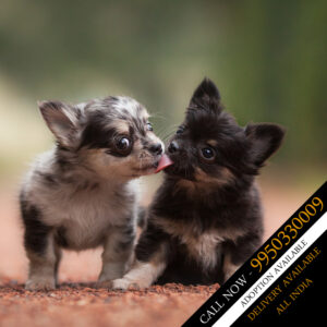 CHIHUAHUA PUPPIES AVAILABLE FOR SALE IN JAIPUR RAJASTHAN INDIA