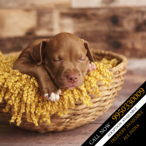 PITBULL PUPPIES SALE IN INDIA JAIPUR RAJASTHAN DOGSHUB