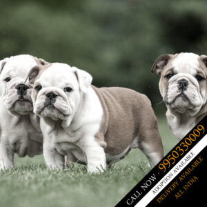 ENGLSIH BULLDOG CUTE AND BEST PRICE IN INDIA DEAL DOGSHUB