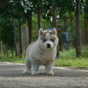 SIBERIAN HUSKY PUPPY SALE JAIPUR JODHPUR UDAIPUR RAJASTHAN