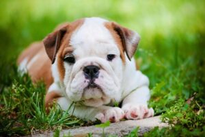 english bulldog puppy sale india