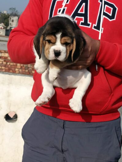 Beagle Male and Female Puppy Sale in Jaipur Rajasthan India