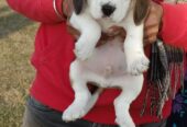 Beagle Male and Female Puppy Sale in Jaipur Rajasthan India