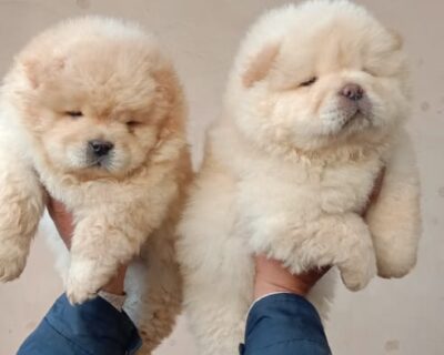 Chow-Chow-Puppies-Sale-in-jaipur-rajasthan-india-1