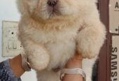 Chow Chow Puppies Sale in Jaipur Rajasthan India