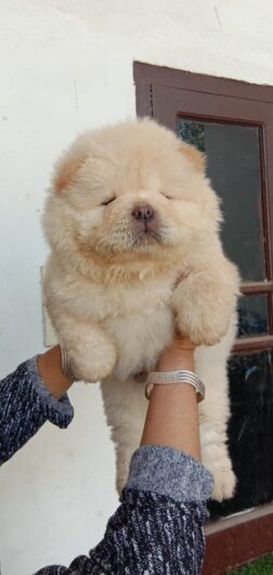 Chow Chow Puppies Sale in Jaipur Rajasthan India