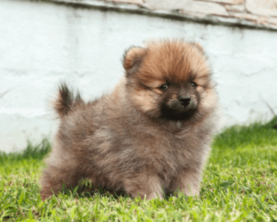Culture pom Male And Female Puppy Sale Dogshub India