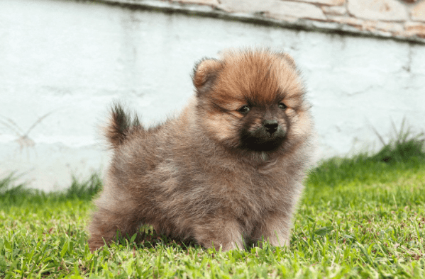 Culture pom Male And Female Puppy Sale Dogshub India