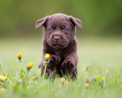 Labrador-Puppies-for-sale-india-1