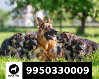 German Shepherd Puppies Sale Jaipur Rajasthan India.