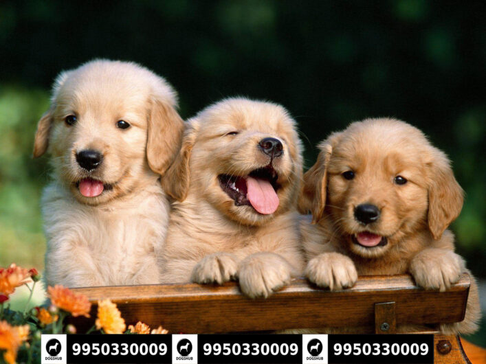 Golden Retriever Male And Female Sale Jaipur Rajasthan India