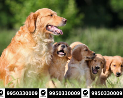 Heavy Coat Golden Retriever Male and Female Puppies Sale jaipur