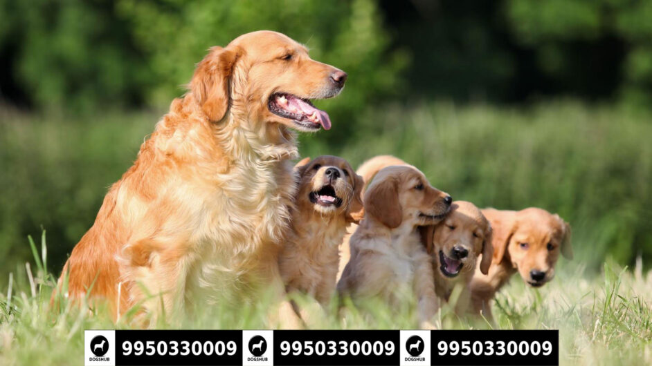 Heavy Coat Golden Retriever Male and Female Puppies Sale jaipur