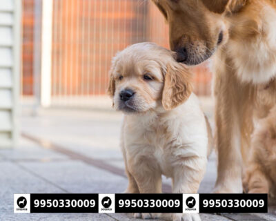 Super Quality Golden Retriever Male And Female Sale Jaipur Rajasthan