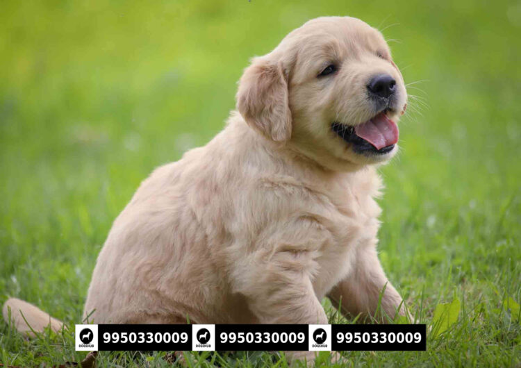 Golden Retriever Top Quality Puppies With KCI Paper Sale Jaipur