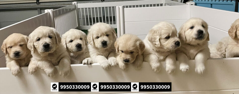 Golden Retriever 50 Days Old Puppies Sale Rajasthan Jaipur Dogshub