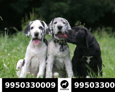 Show Quality Great Dane Male And Female Sale Jaipur Rajasthan