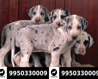 Heavy Bone  Great Dane Male and Female Puppies Sale jaipur