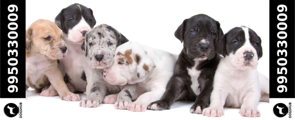 Great Dane All Color Puppies Sale Dogshub India Jaipur