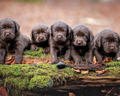 Labrador-Puppies-for-sale-india-6