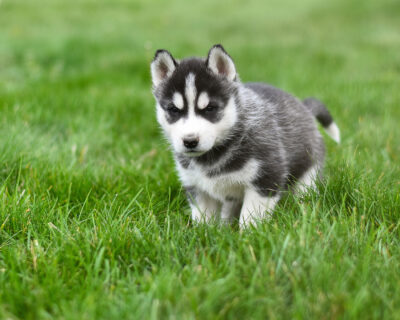 Siberian-Husky-Puppies-for-sale-in-India-1