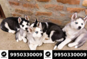 Siberian Husky All color Puppies Sale Dogshub India Jaipur