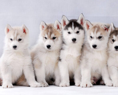 Siberian-Husky-Puppies-for-sale-in-India-12