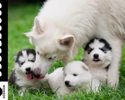 Siberian-Husky-Puppies-for-sale-in-India-14