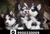 Blue Eye Black and white Siberian husky puppies sale Jaipur