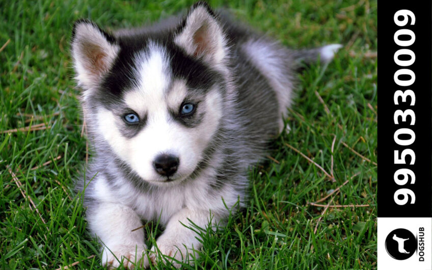 Siberian Husky Black and white color Puppies Sale Jaipur Rajasthan India