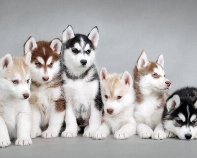 Siberian-Husky-Puppies-for-sale-in-India-21