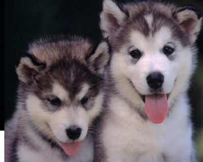 Siberian-Husky-Puppies-for-sale-in-India-23