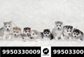 Show Quality Siberian Husky Cute Puppies Sale Jaipur Rajasthan India