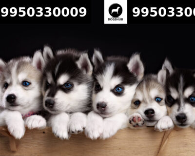 Siberian Husky Cute Puppies Sale Malviya Nagar Rajasthan India