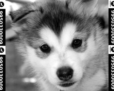 Siberian-Husky-Puppies-for-sale-in-India-28