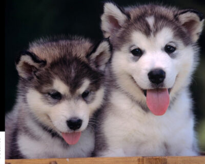 Siberian-Husky-Puppies-for-sale-in-India-8-1