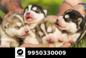 Super Cute Quality Siberian Husky Puppy Sale Jaipur Dogshub India