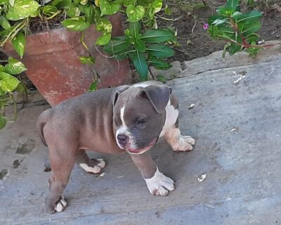 AMERICAN-BULLY-DOG-AND-PUPPY-DEAL-DOGSHUB-JAIPUR-3