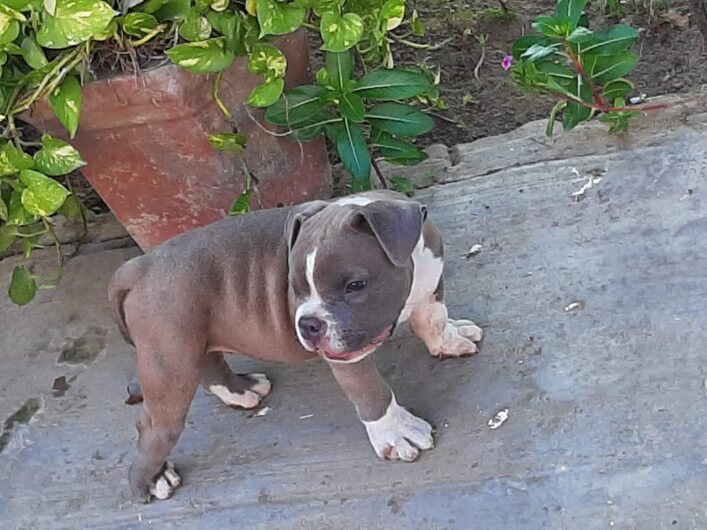 AMEIRCAN BULLY ACTIVE AND HEALTHY PUPPIES SALE DOGSHUB INDIA JAIPUR